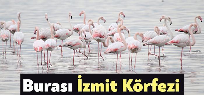 Kocaeli Büyükşehir Belediyesi’nin yaptığı devasa arıtma tesisleriyle her geçen gün