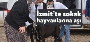 İzmit’in köylerinde sokak hayvanları aşılanıyor