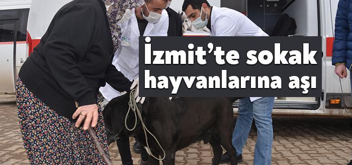 İzmit’e bağlı 50 köyde sahipsiz sokak hayvanlarına yönelik kuduz aşısı