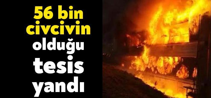 Kocaeli'nin Kartepe ilçesinde, 56 bin civciv bulunan tavuk çiftliği alev
