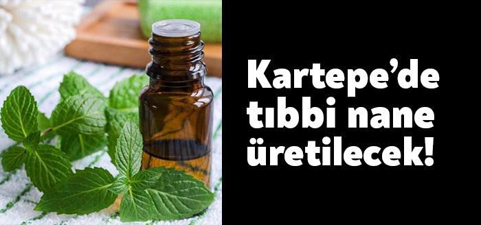 Köylerde ekonomik girdisi yüksek ürünlerin yetiştirilmesini hedefleyen Büyükşehir, Kartepe’de tıbbi