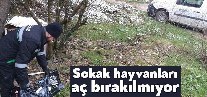 Kocaeli Büyükşehir Belediyesi soğuk havalarda yiyecek bulma sıkıntısı yaşayan sokak
