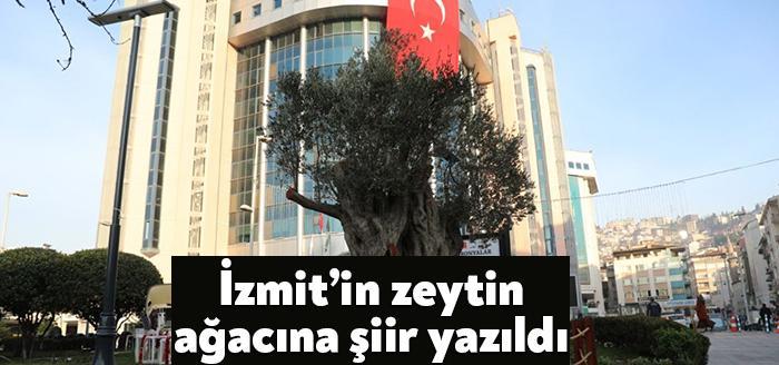 İzmit Belediyesi tarafından Sabri Yalım Parkı’na dikilen 600 yıllık zeytin