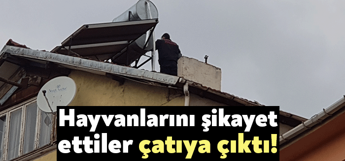 İzmit Zabıtan Mahallesindeki evinde kedi, köpek, kuş gibi çeşitli hayvanlar