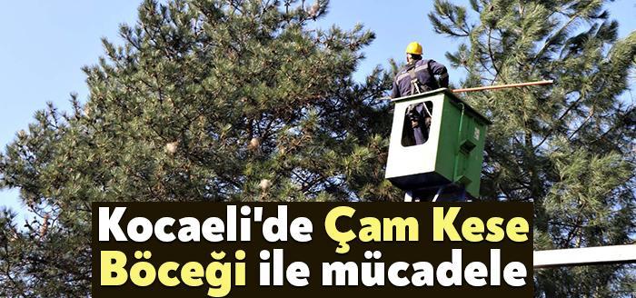 Kocaeli Büyükşehir Belediyesi, insanlarda alerjik reaksiyonlara da yol açan ağaç