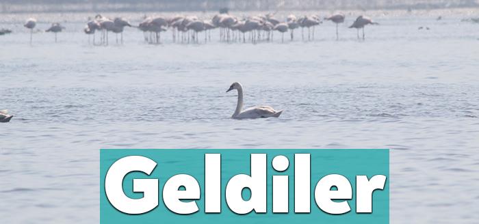 Kocaeli’de yapılan devasa arıtma tesisleri Körfezin temizlenmesinde önemli rol oynadı.
