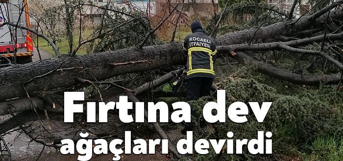Kocaeli'nin Gölcük ilçesinde fırtına nedeniyle ağaçlar devrildi. Can ve mal