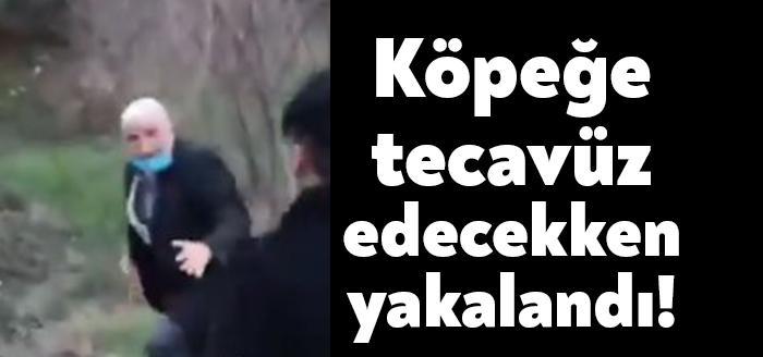 Derince'de ormanlık alanda bağladığı köpeğe tecavüz etmeye çalışan şahıslar, vatandaşlar