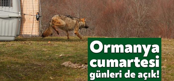 Doğaseverlerin yoğun ilgi gösterdiği Ormanya, Pazar günleri hariç haftanın 6