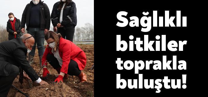 İzmit Belediyesi, Dr. Aronia tarafından hibe edilen 200 adet aronya