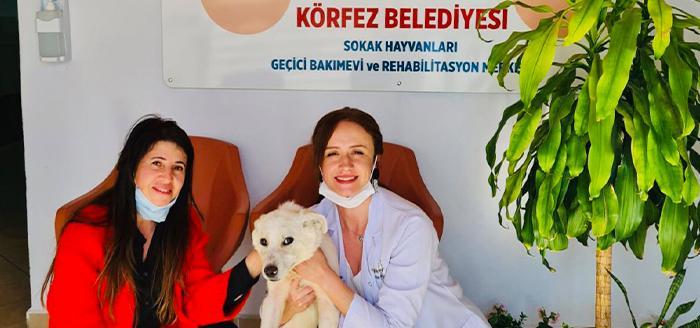 Körfez Belediyesi, Sokak Hayvanları Geçici Bakımevi ve Rehabilitasyon Merkezi’nde sokak