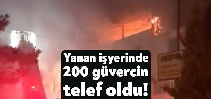 Gebze Pelitli Mahallesinde bulunan bir süt ve süt ürünleri üretimi