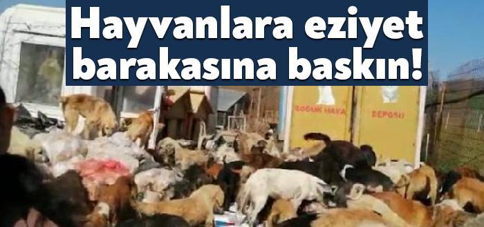 Kocaeli'nin Kandıra ilçesinde ruhsatsız olduğu belirlenen hayvan barınağında uygunsuz koşullarda
