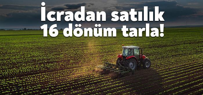 Kocaeli'nin Derince ilçesinde yer alan Geredeli köyünde 16 dönüm büyüklüğündeki