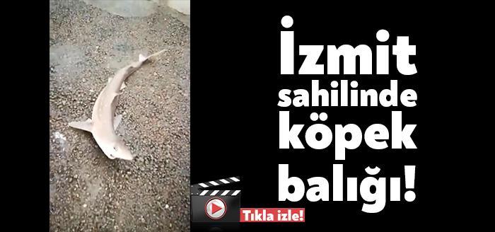 Kocaeli'nin İzmit ilçesinde sahilde ilginç bir olay yaşandı. Uzun yıllardır