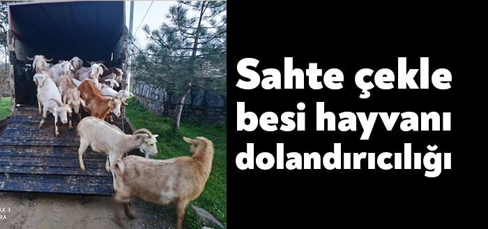 Kocaeli’de hayvancılık yapan besicileri sahte çek vermek suretiyle dolandırıcılık yapan