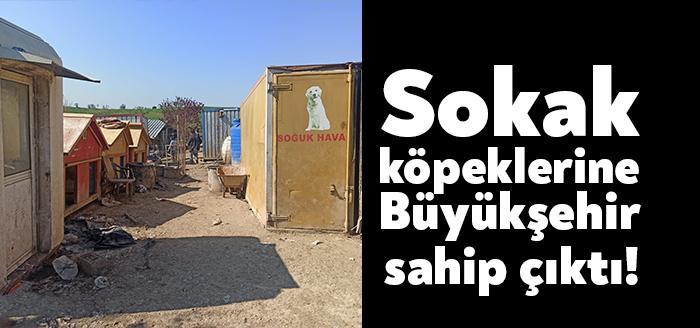 Kandıra’daki bir özel mülkten uygun şartlarda barındırılmadıkları için alınan sokak