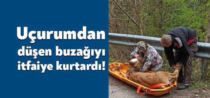 Kocaeli'nin Başiskele ilçesinde Aksığın Köyü'nde bir buzağı yol kenarındaki uçuruma