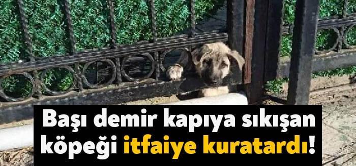 Kocaeli'nin Başiskele ilçesinde bir sitenin demir kapısına başı sıkışan köpek,