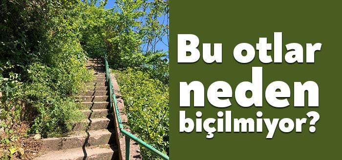 İzmit Orhan Mahallesi’nde yer alan Kalemci Sokak yabani otlarla kaplandı.