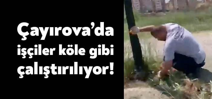 CHP Çayırova İlçe Başkanı Cihan Soyluçiçek, ıspatula ile kaldırımdan otları