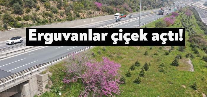 Büyükşehir Belediyesi’nin 10 yıl önce diktiği Erguvan ağaçları görsel güzellikleriyle