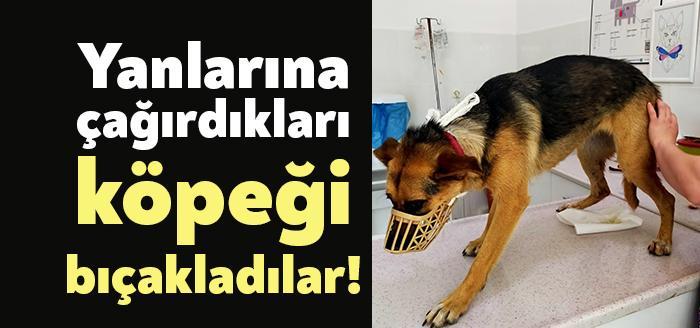 Derince'de bir grup yanına çağırdıkları köpeği bıçaklayarak olay yerinden uzaklaştı.