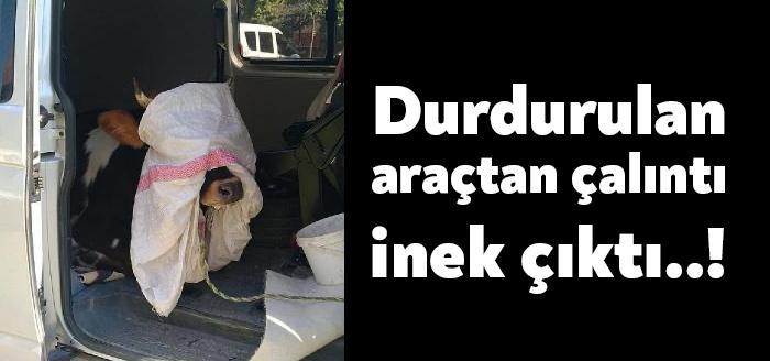 Karamürsel ilçesinde, polisin durdurduğu araçtan, çalınan inek çıkarken, 3 kişi