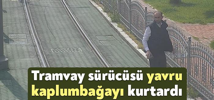 İzmit'te tramvay yoluna girip, kaldırıma tırmanamayan kaplumbağayı gören vatman Serhat Topal,