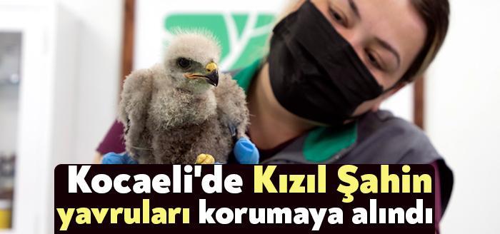 Kocaeli’nin Derince ilçesinde köylüler tarafından bulunan yaklaşık 15-20 günlük olduğu