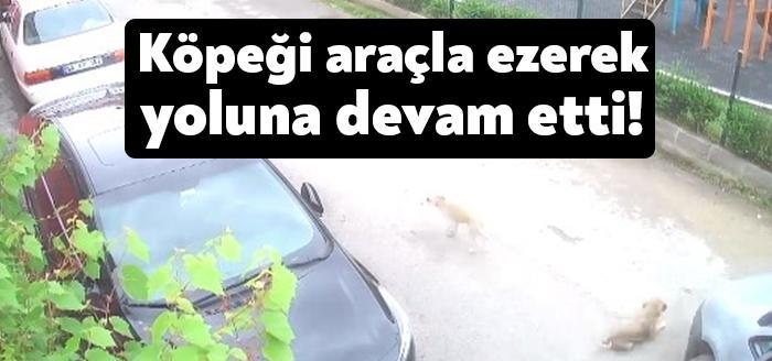 Kocaeli'nin Gebze ilçesinde, hafif ticari araç sürücüsü yolda yatan sokak köpeğini ezdikten