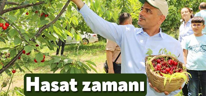 Körfez’in en önemli değerlerinden biri olan Yarımca kirazının ilk mahsullerini