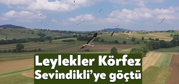 Körfez’de her yıl olduğu gibi leylekler göç için yine Sevindikli