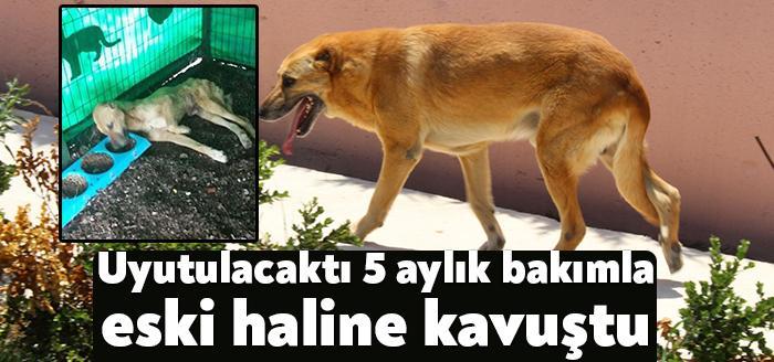 Kocaeli'nin Karamürsel ilçesinde, aracın çarpması sonucu vücudunda kırıklar olan, ölmek üzereyken