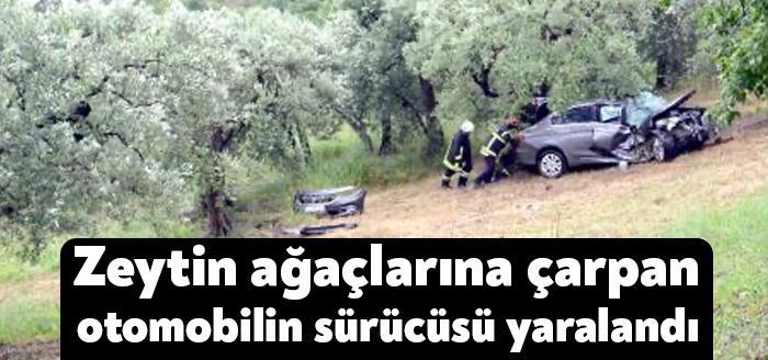 Kocaeli'nin Karamürsel ilçesinde yamaç aşağı sürüklendikten sonra zeytin ağaçlarına çarparak