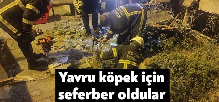 İzmit Karabaş Mahallesinde asfalt altındaki çukurda mahsur kalan yavru köpek