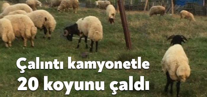 Eskişehir'den çalındığı tespit edilen kamyonetle Sakarya’da 20 adet küçükbaş hayvanı