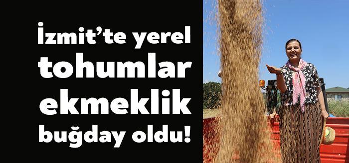 İzmit Belediyesinin yerel buğday tohum kullanımı ve verimliliği artırmak için