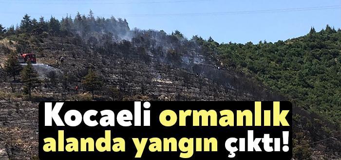 Türkiye, güney sahilinde yer alan yangınlarla mücadele ediyor. Bu haberler