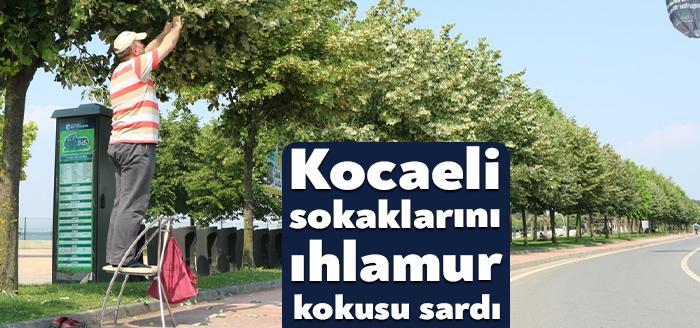 Kocaeli’nin 12 ilçesine dikilen 100 bini aşkın ıhlamur ağacı kente