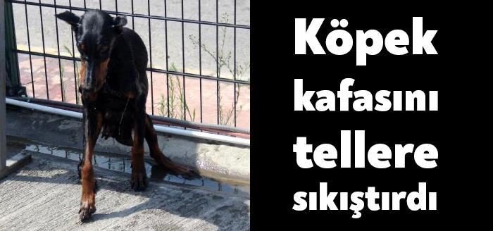 Kocaeli'nin Kartepe ilçesinde petrolde istasyonunun çevre tellerine sıkışan ve durumu