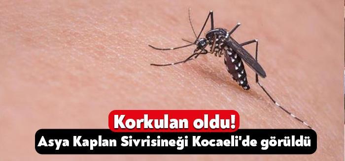 Asya Kaplan Sivrisineğin Türkiye'de hızlı yayılım gösterdiğini söyleyen uzmanlar; aralarında