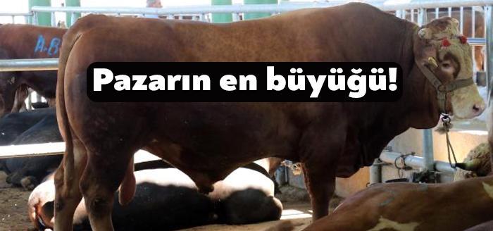 Kurban Bayramı'na az bir süre kala hayvan pazarlarında hareketlilik arttı.