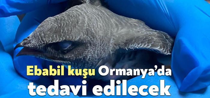 İzmit ilçesinde esnaflar tarafından bulunan yaralı Ebabil kuşu, Büyükşehir ekipleri