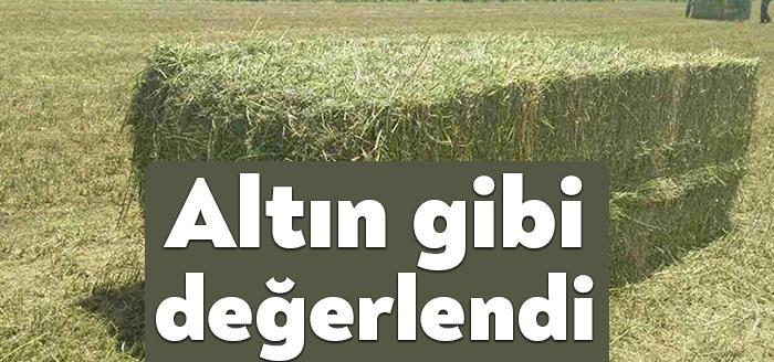 Saman altın gibi tonu 1.250 TL oldu Kuraklık nedeniyle başta Konya
