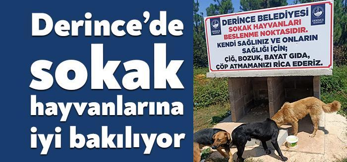 Derince Belediyesi, ilçenin muhtelif noktalarında can dostlarımız için hazırlanan beslenme