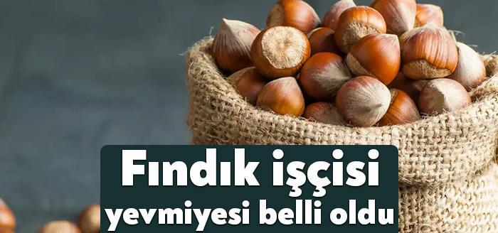 Kandıra Ziraat Odası Başkanlığı mevsimlik fındık işçilerinin günlük yevmiyesinin 120