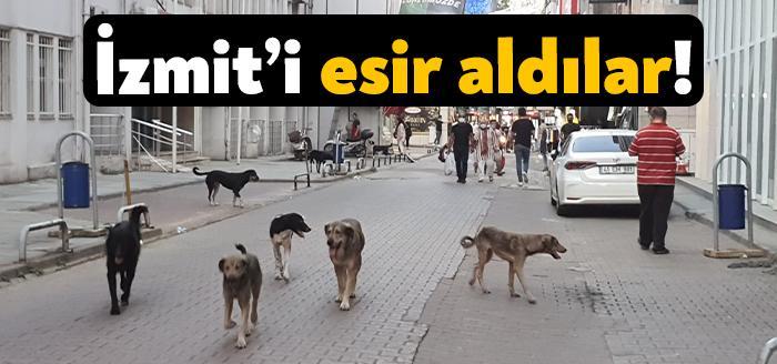 Kocaeli Haber - Kocaeli'nin İzmit ilçesinde çok uzun süredir başı