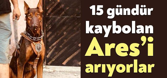 Kocaeli Haber- İzmit Cedit Mahallesi Çınarlı Camii mevkisinde kaybolan doberman