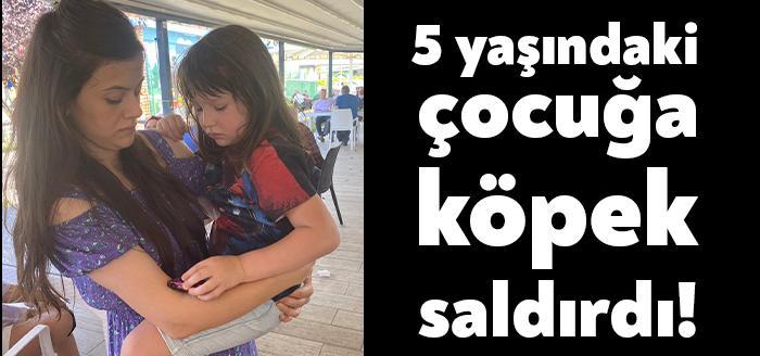 İzmit Yahya Kaptan Mahallesinde dolaşan başıboş sokak köpeği, arkadaşları ile